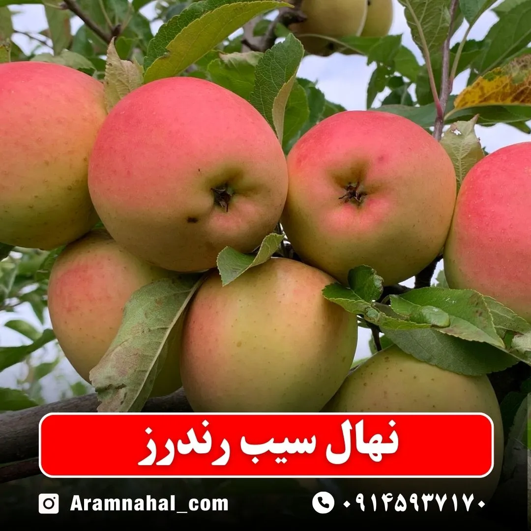 نهال سیب رندرز