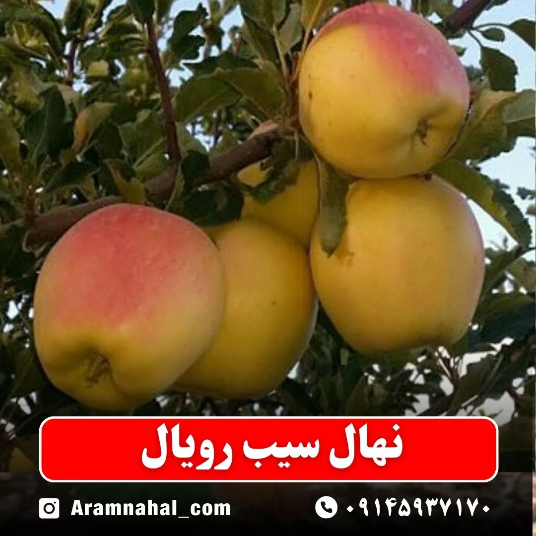 نهال سیب رویال