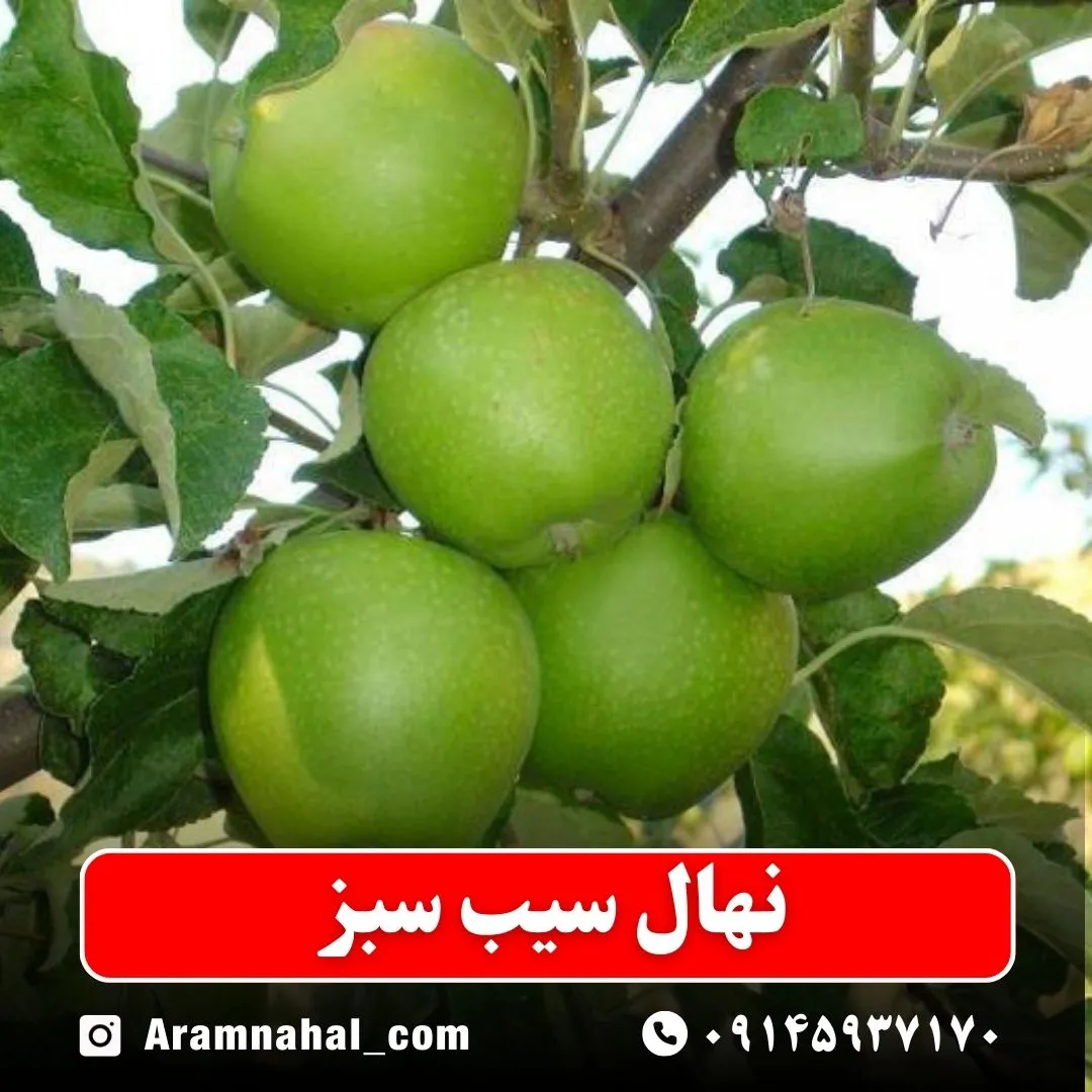 نهال سیب سبز