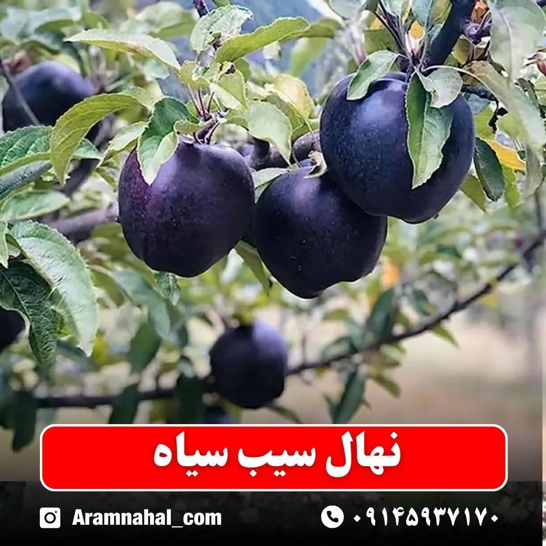 نهال سیب سیاه