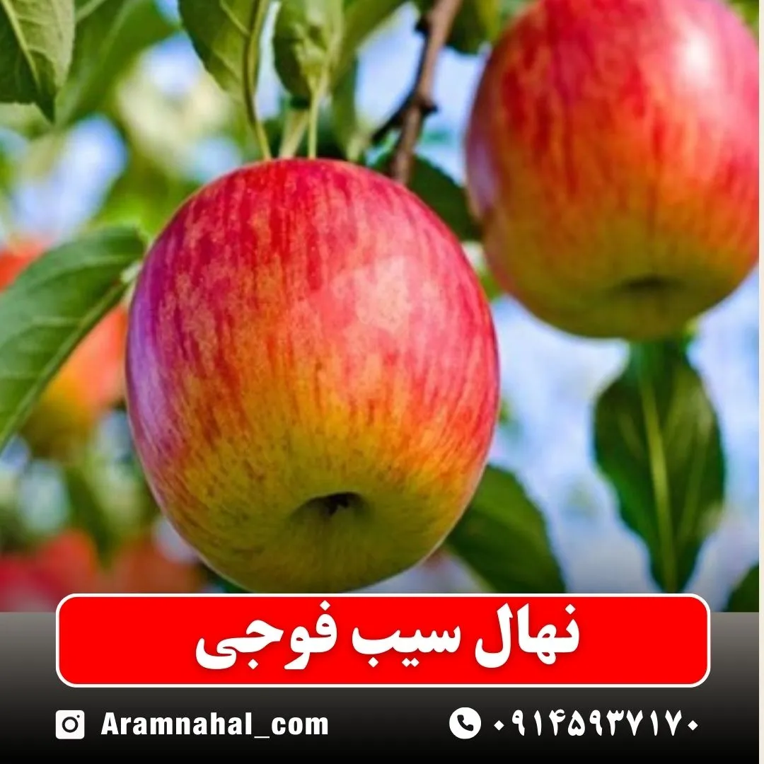 نهال سیب فوجی