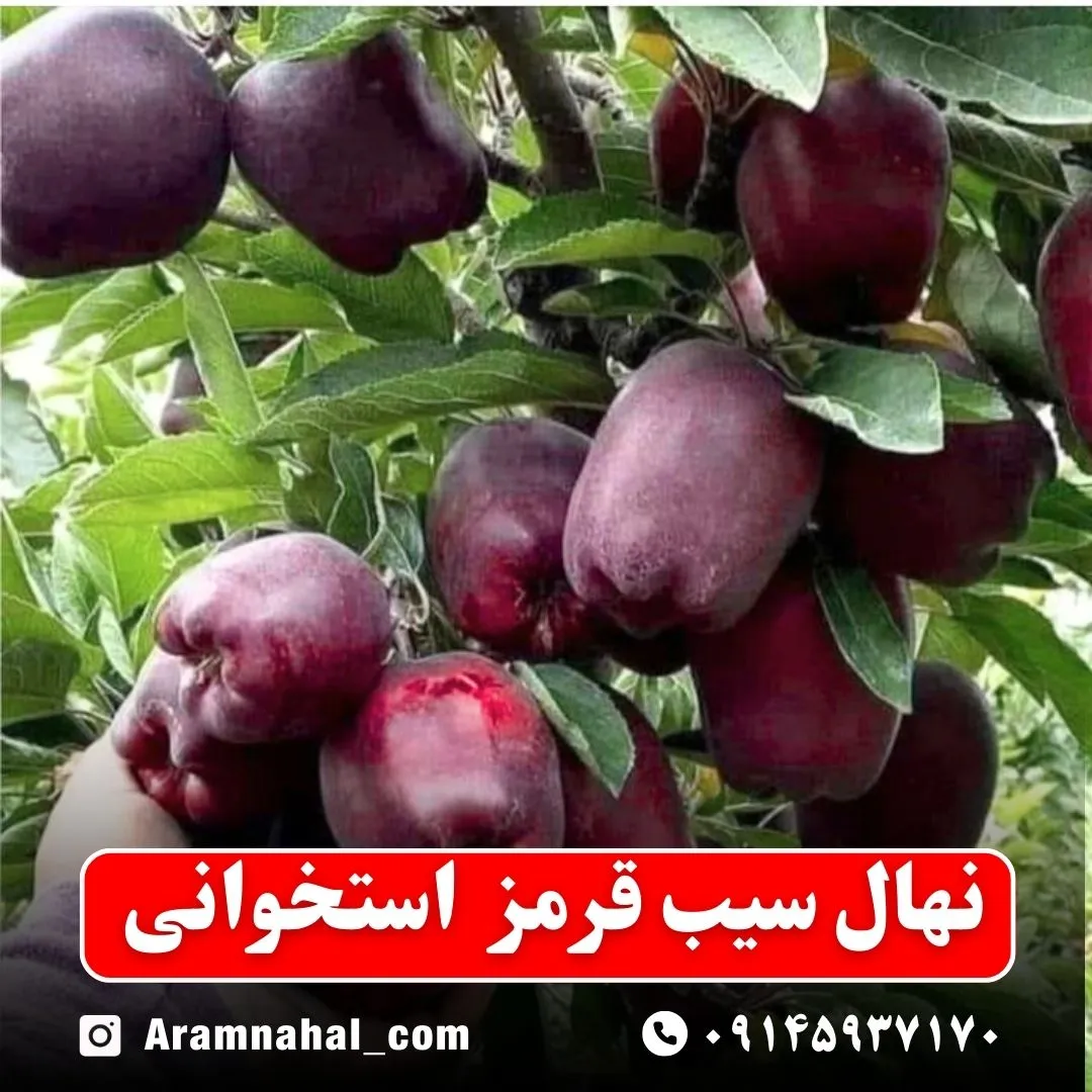 نهال سیب قرمز استخوانی