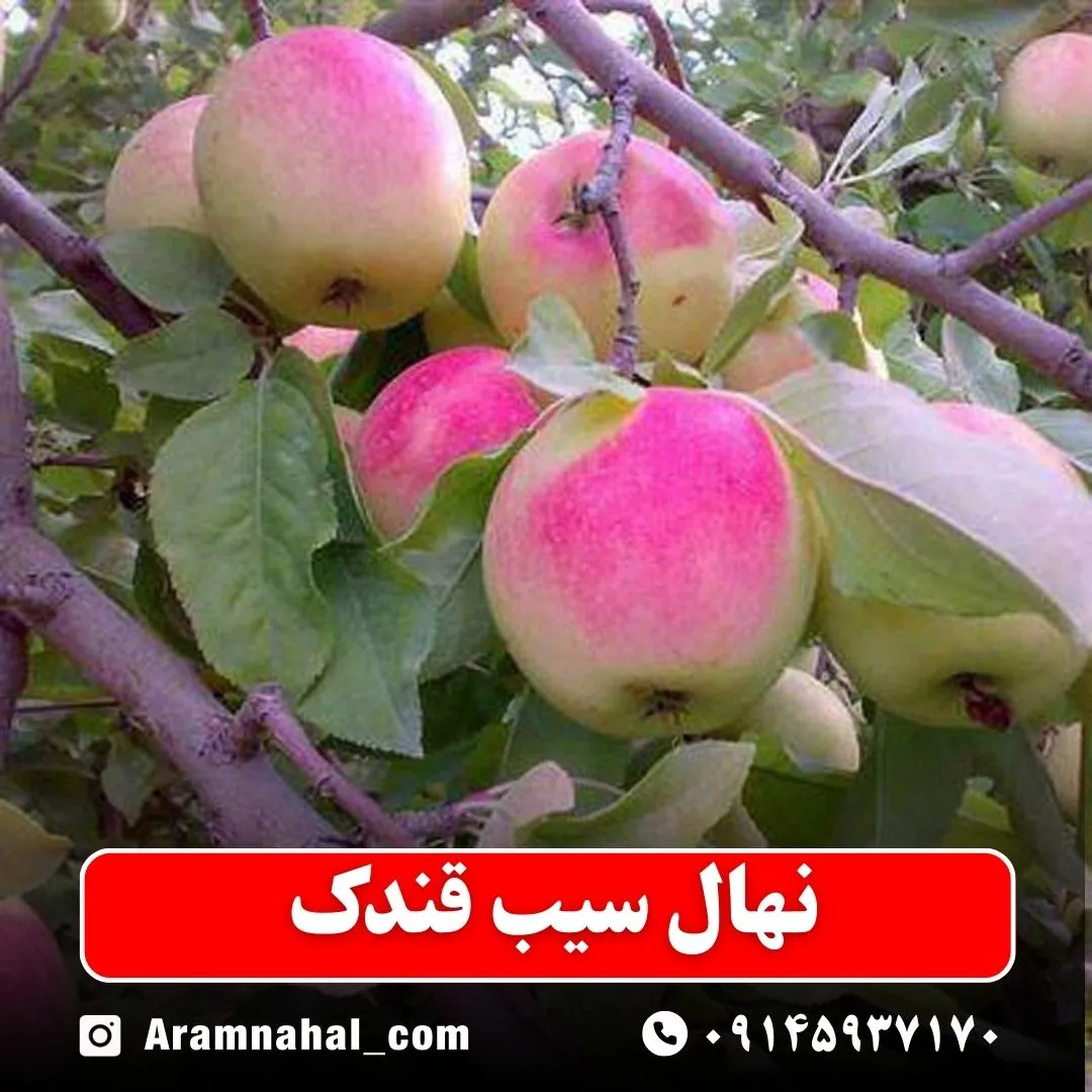 نهال سیب قندک