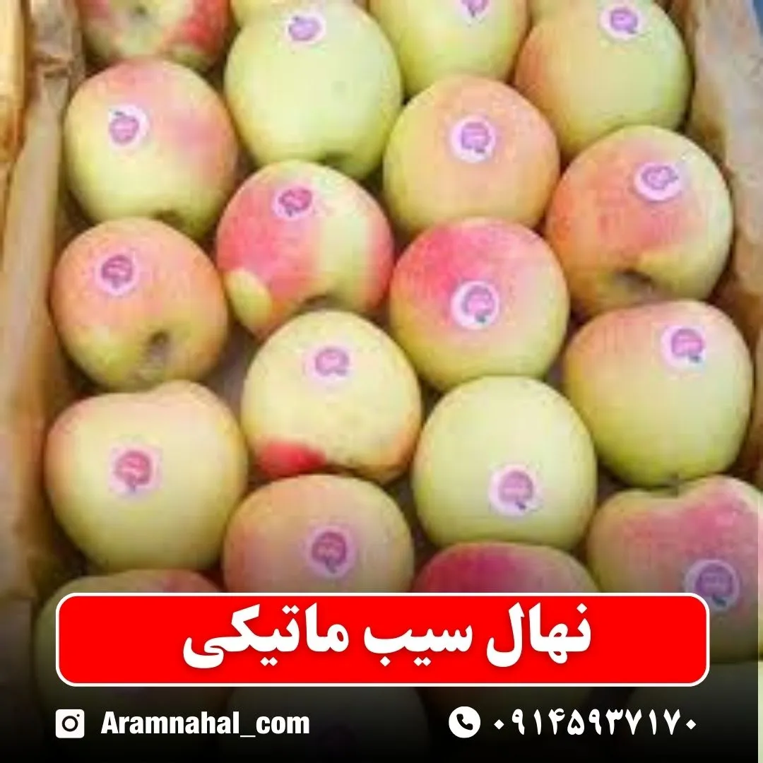 نهال سیب ماتیکی