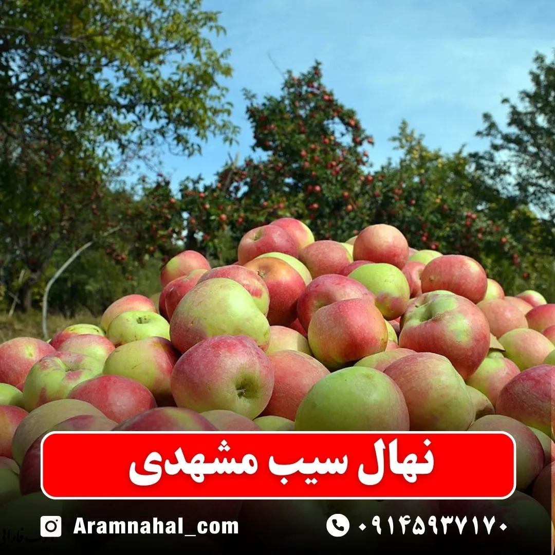 نهال سیب مشهدی
