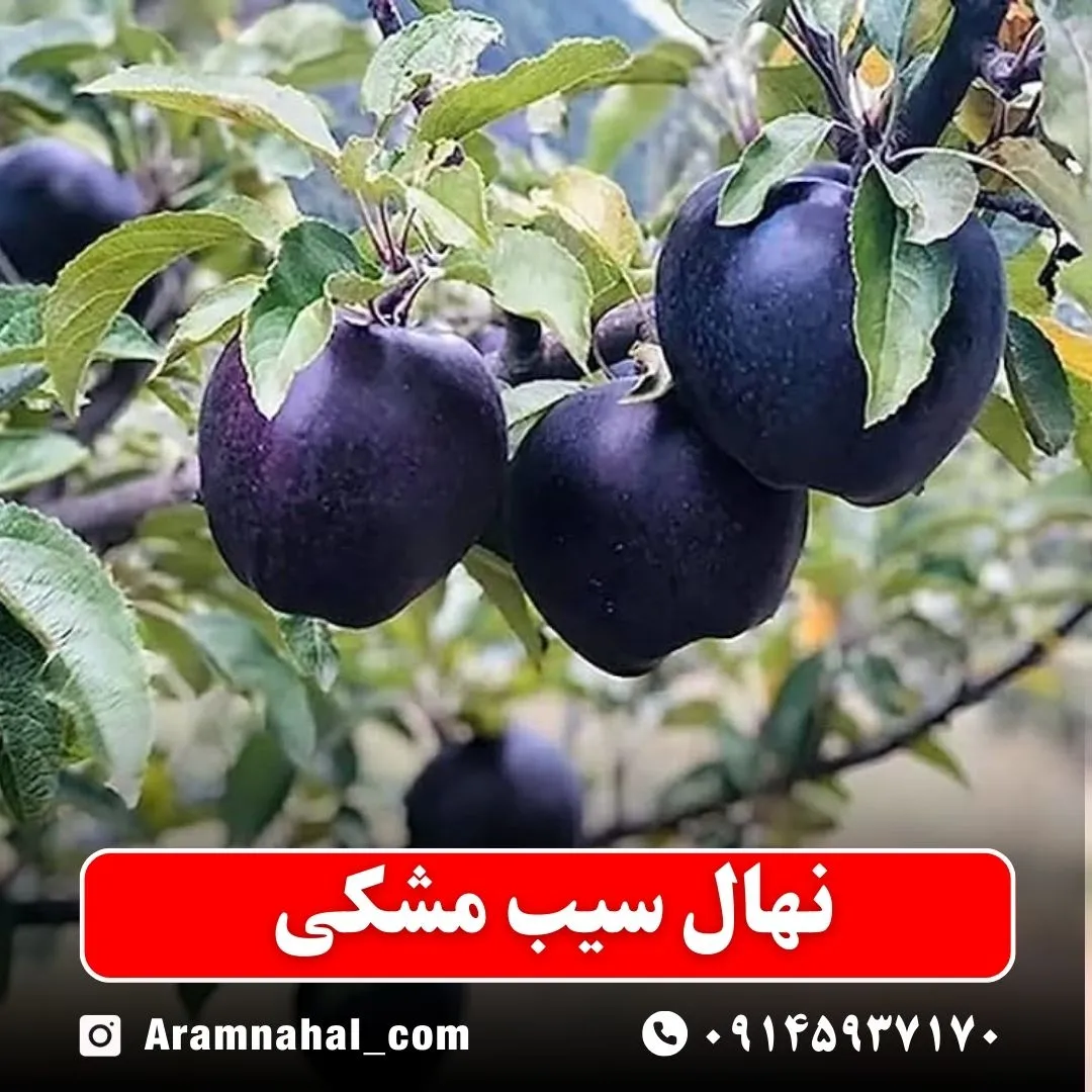 نهال سیب مشکی