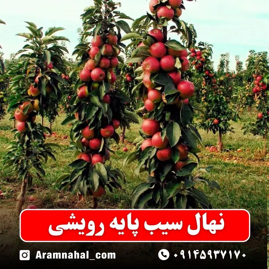 نهال سیب پایه رویشی