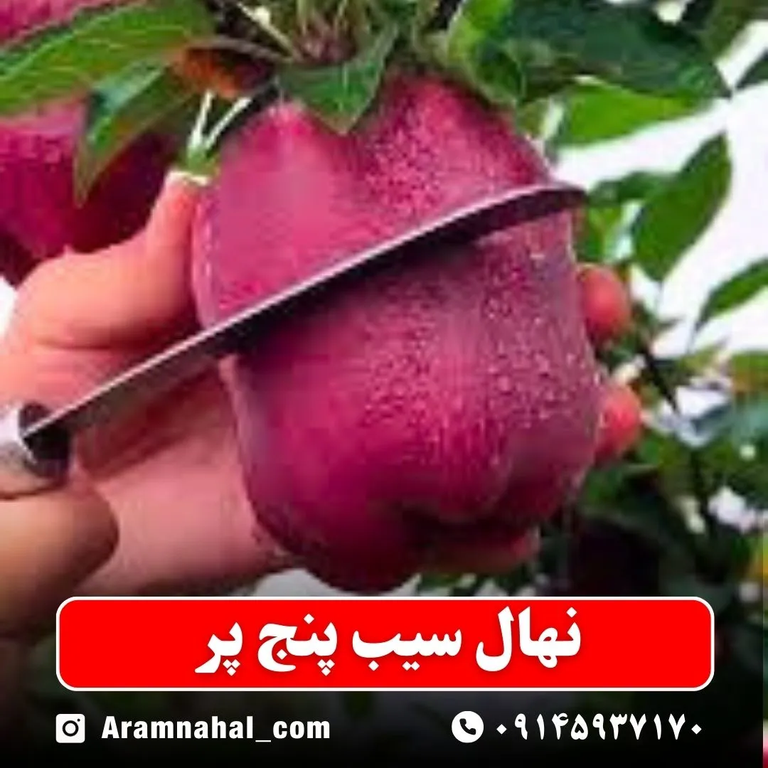 نهال سیب پنج پر