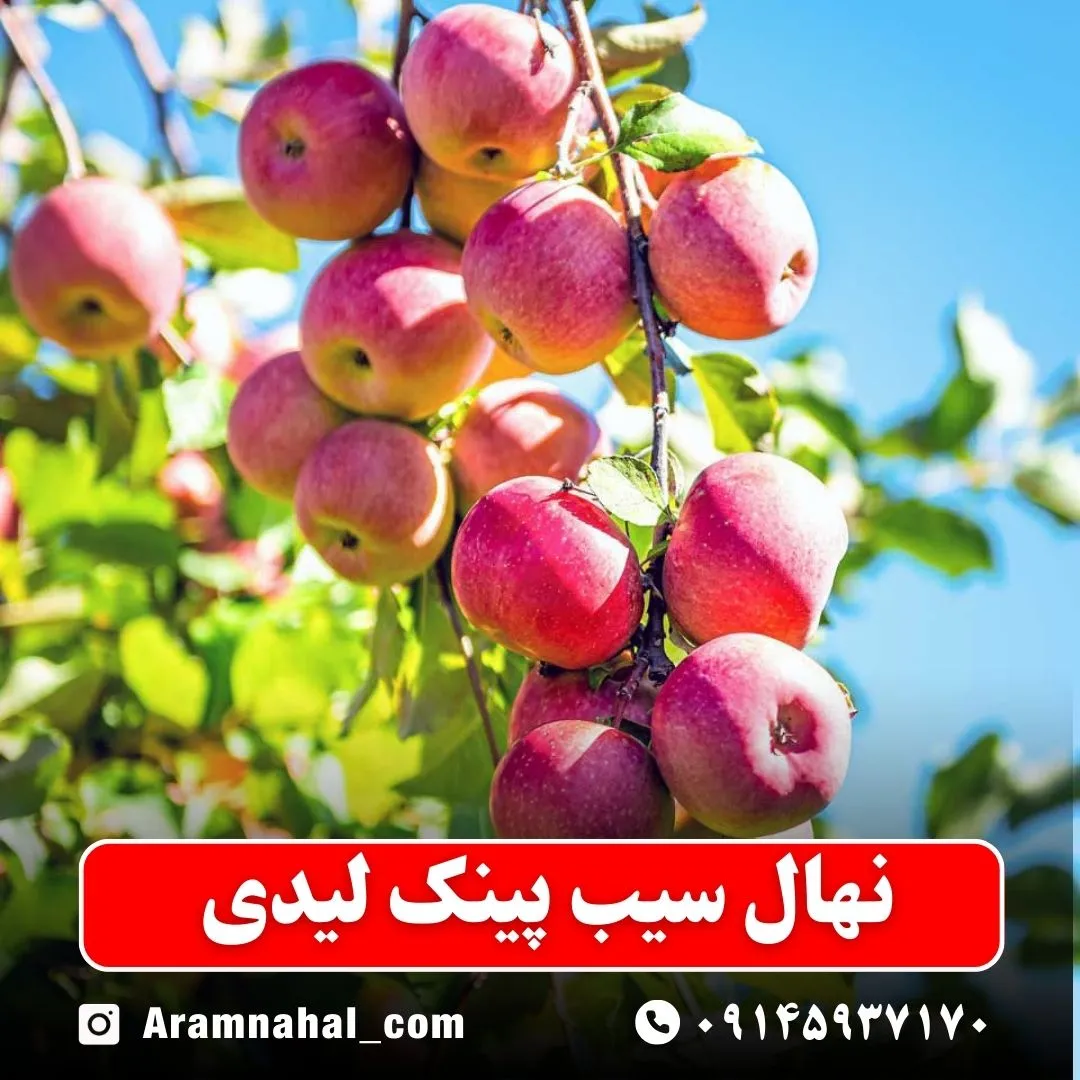 نهال سیب پینک لیدی