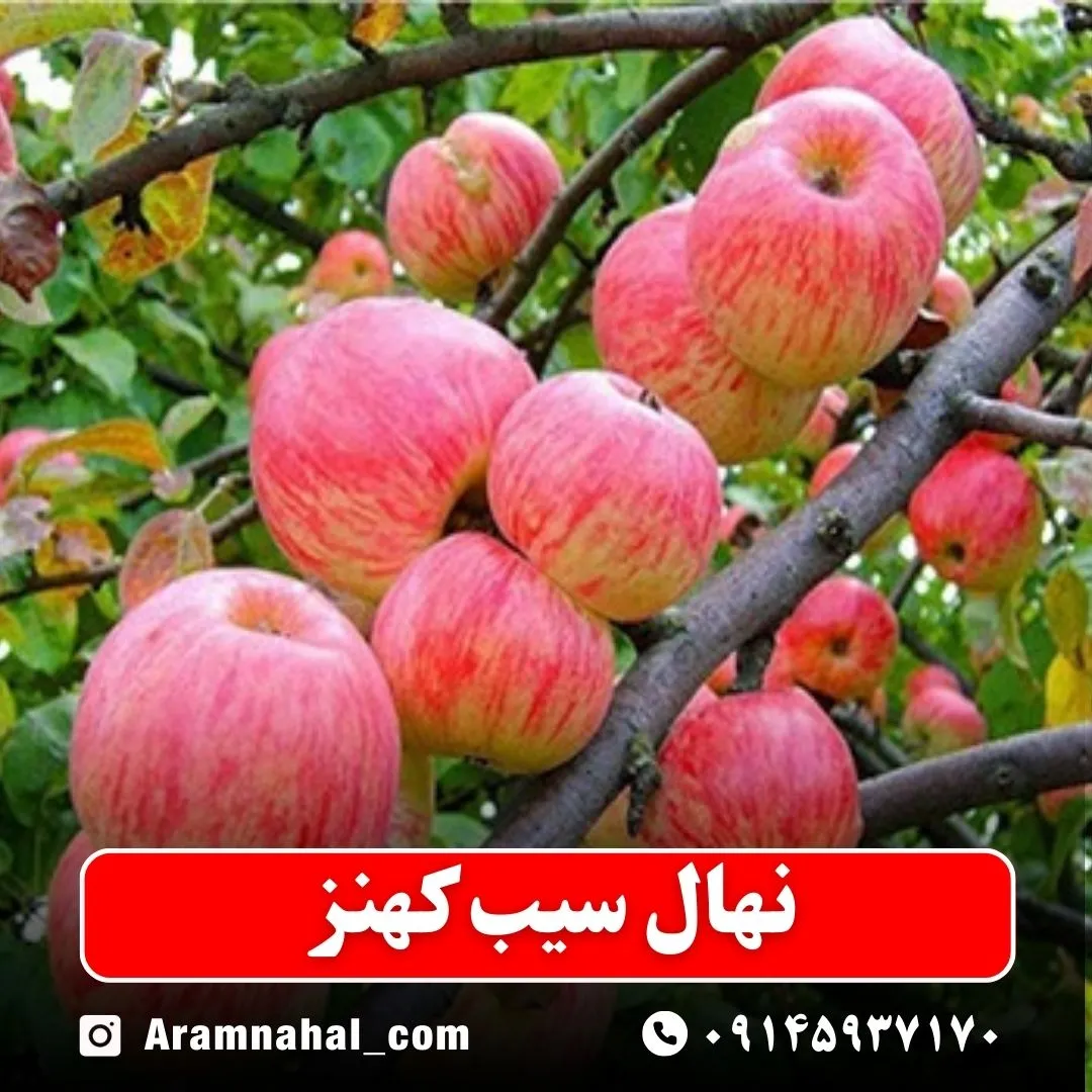 نهال سیب کهنز