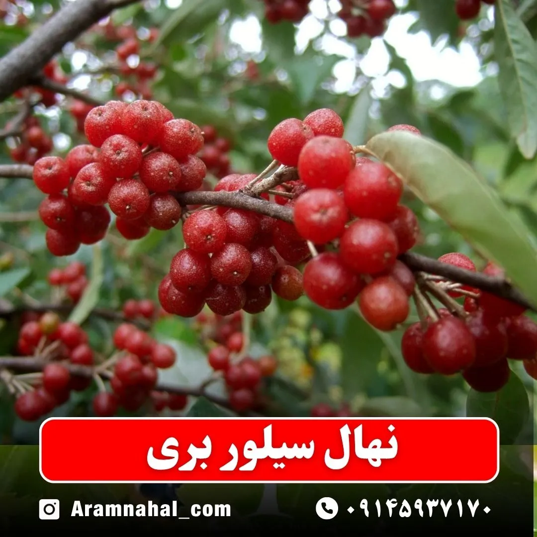 نهال سیلور بری (انگور ژاپنی) نهالستان ارام نهال