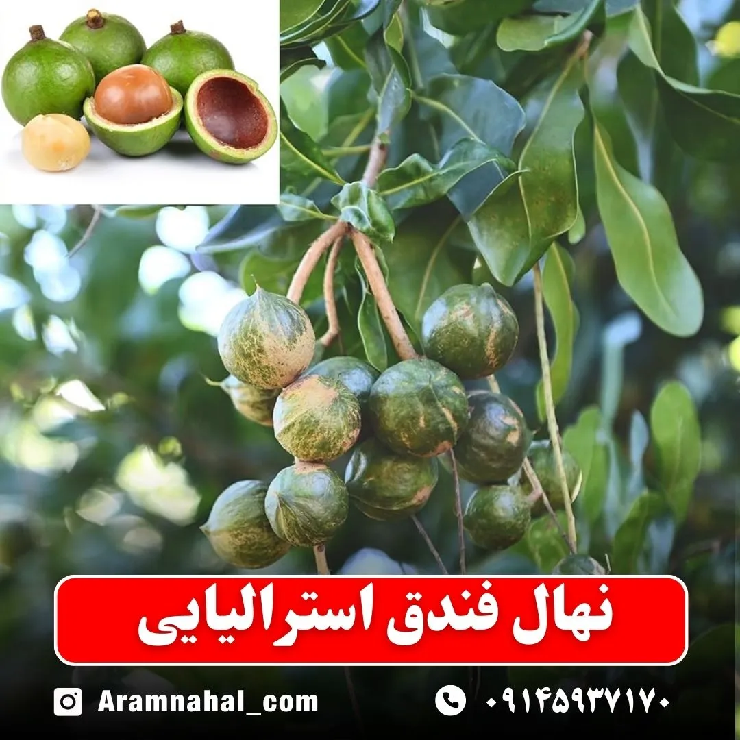 نهال فندق استرالیایی