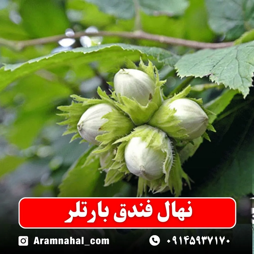 نهال فندق بارتلر