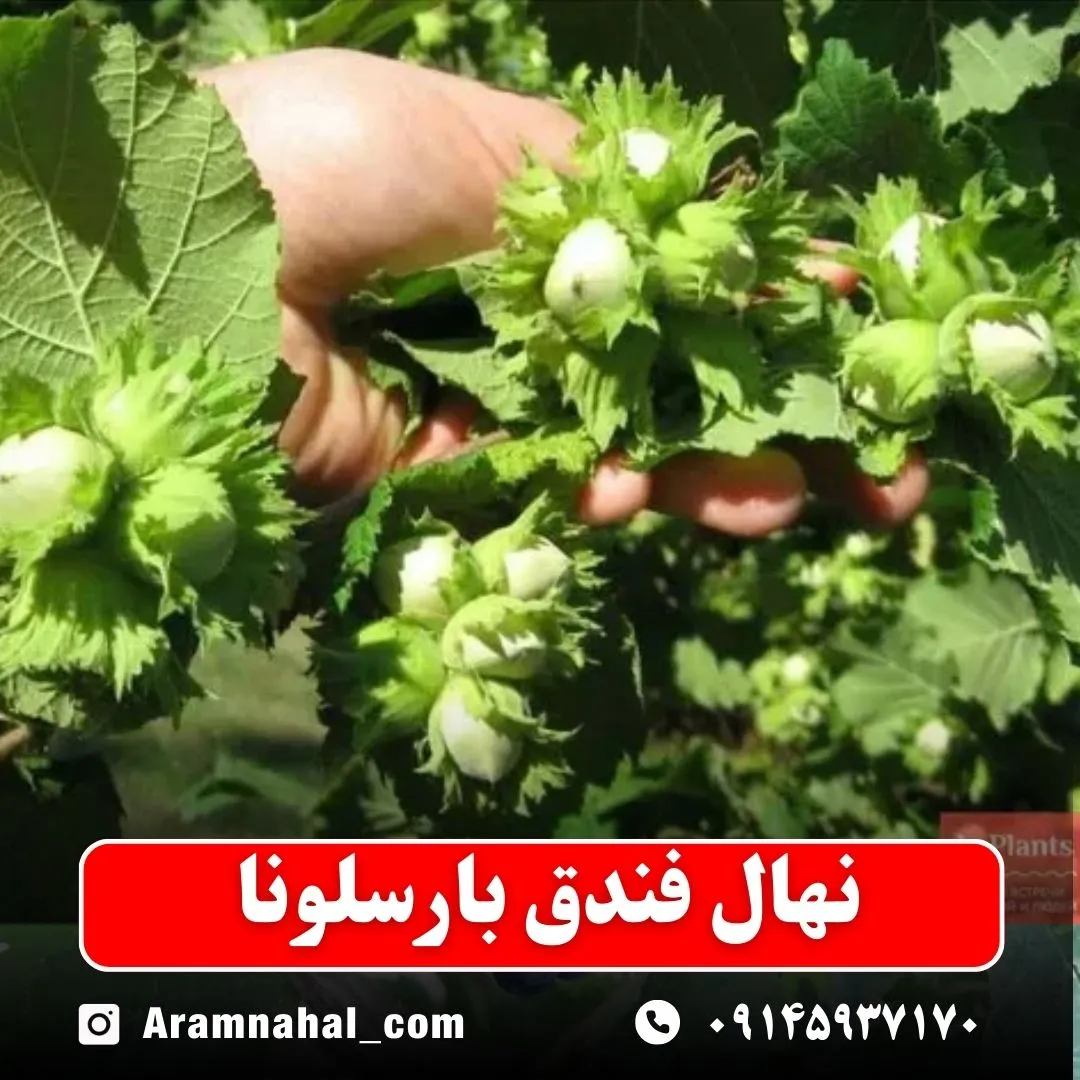 نهال فندق بارسلونا