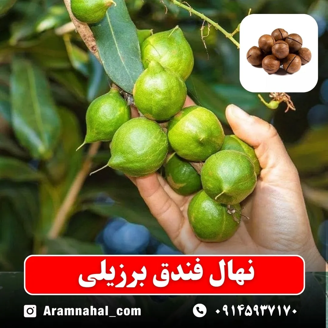 نهال فندق برزیلی
