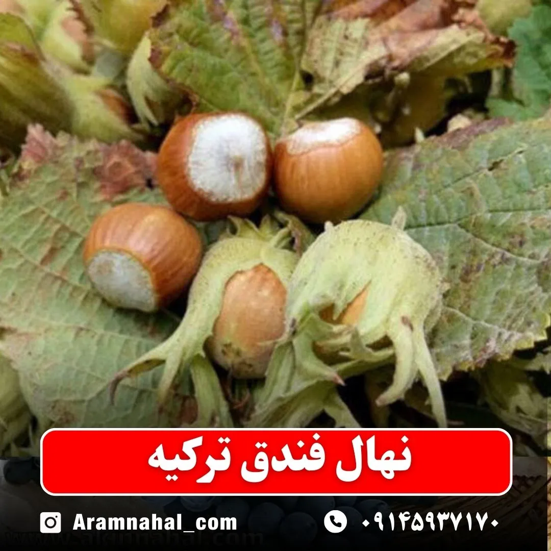 نهال فندق ترکیه