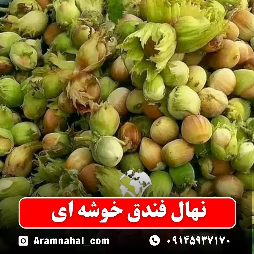 نهال فندق خوشه ای