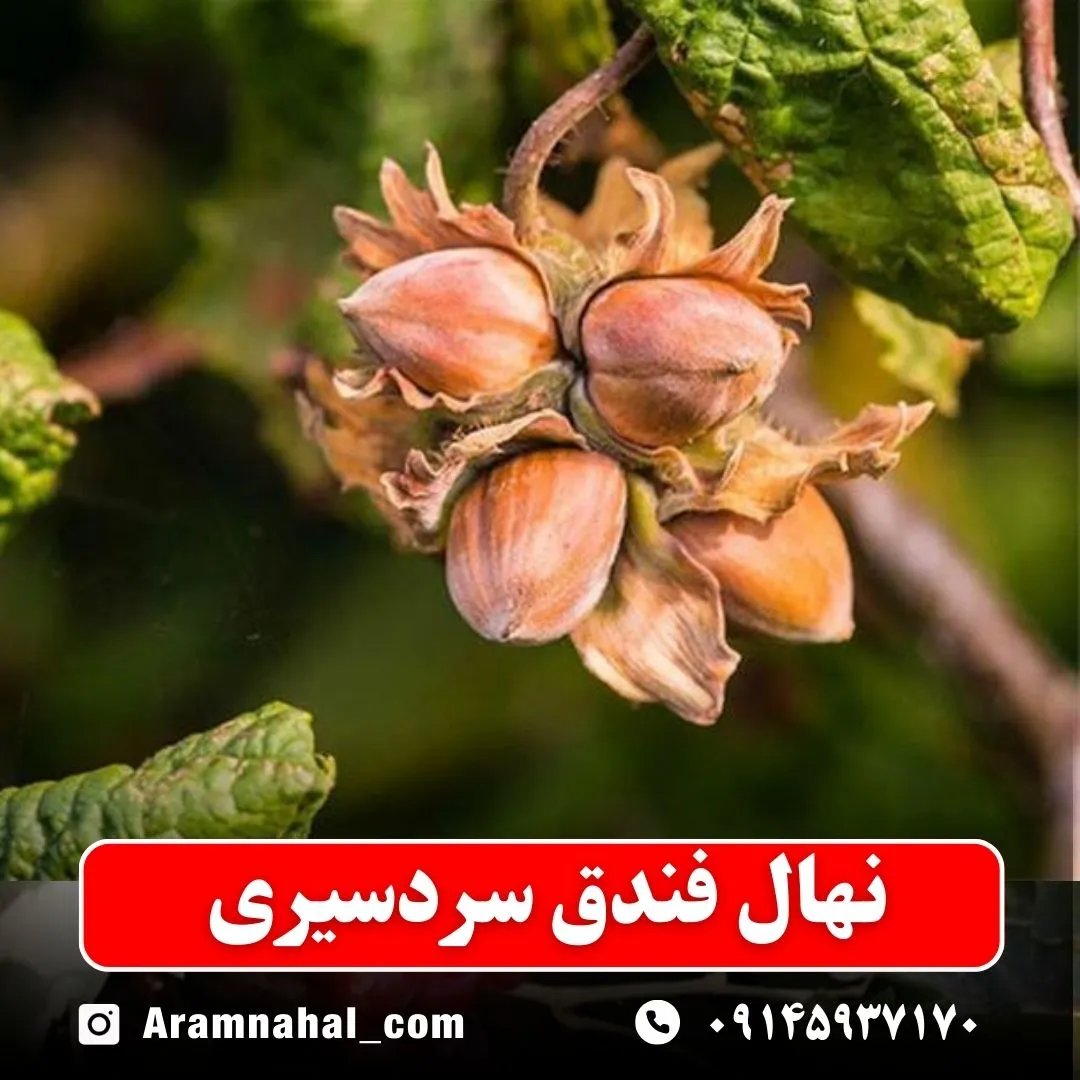 نهال فندق سردسیری