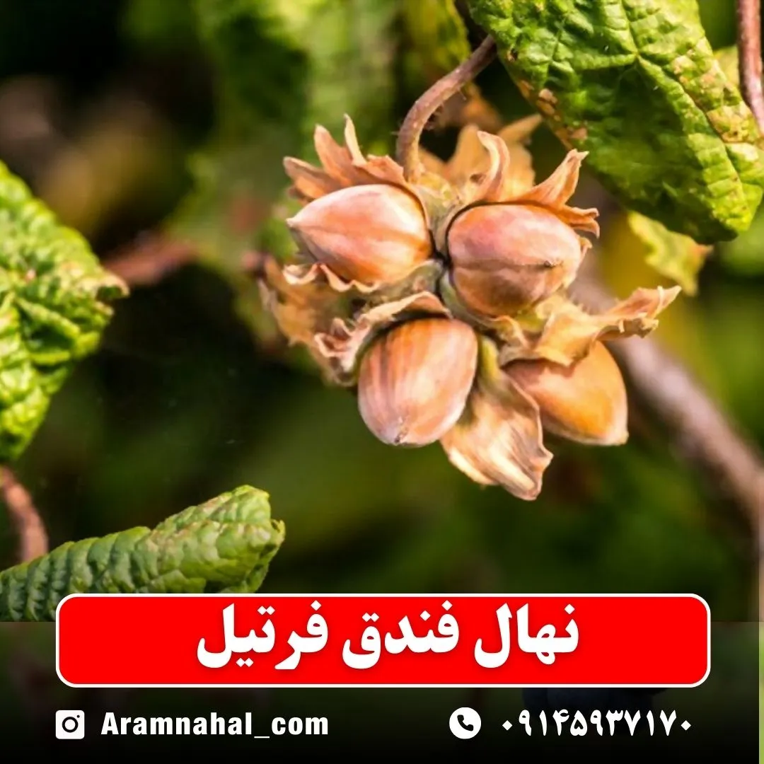 نهال فندق فرتیل