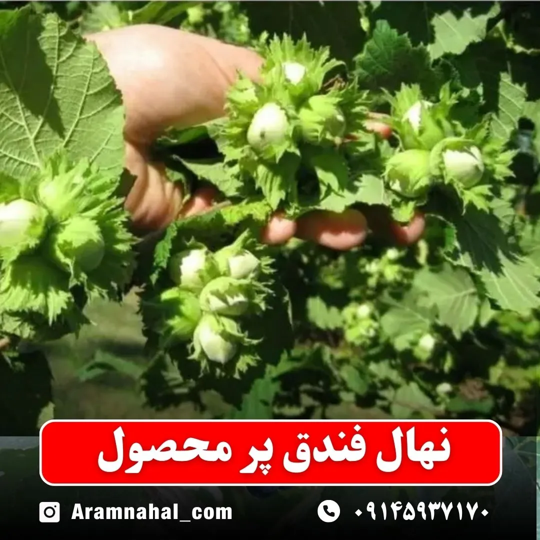نهال فندق پر محصول