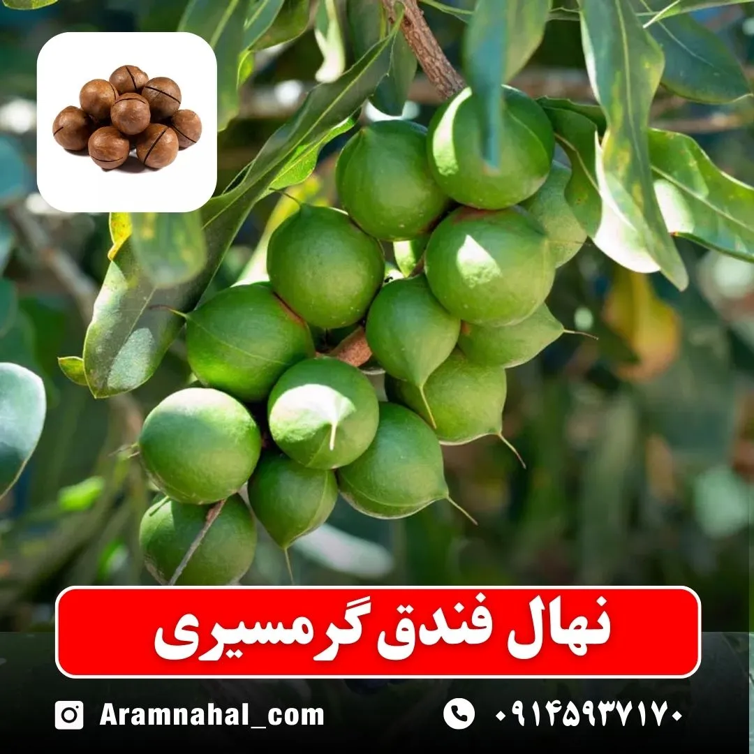 نهال فندق گرمسیری