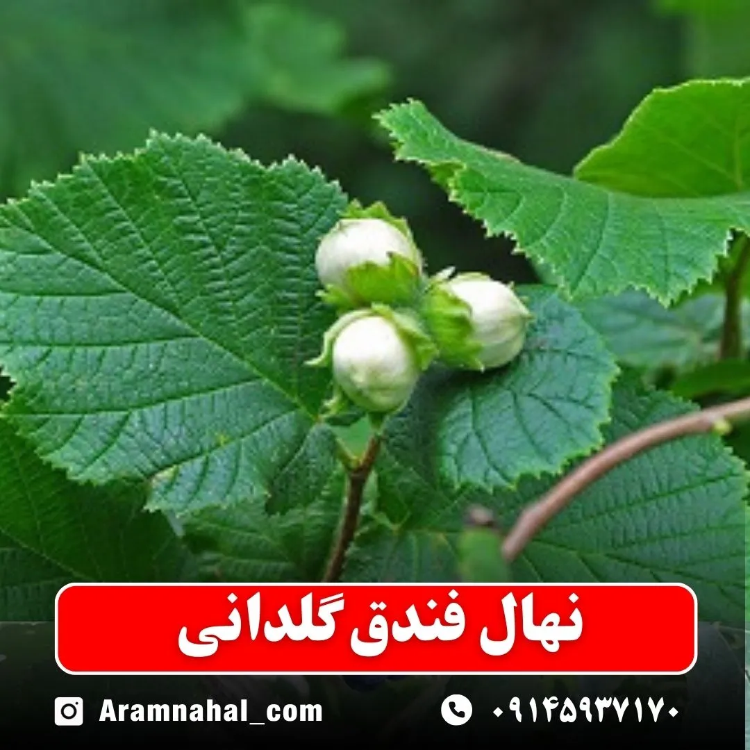 نهال فندق گلدانی