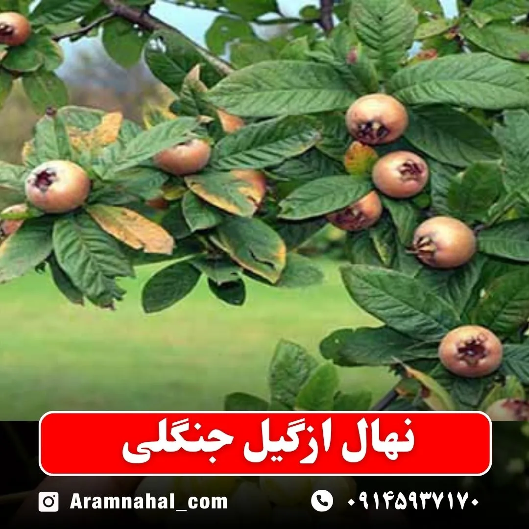 نهال ازگیل جنگلی نهالستان آرام نهال