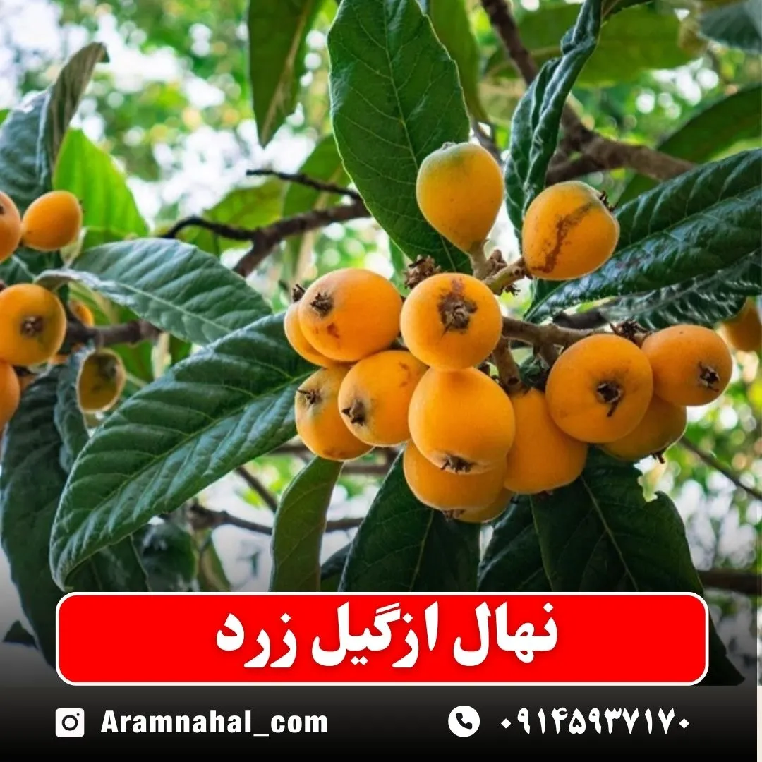 نهال ازگیل زرد نهالستان آرام نهال
