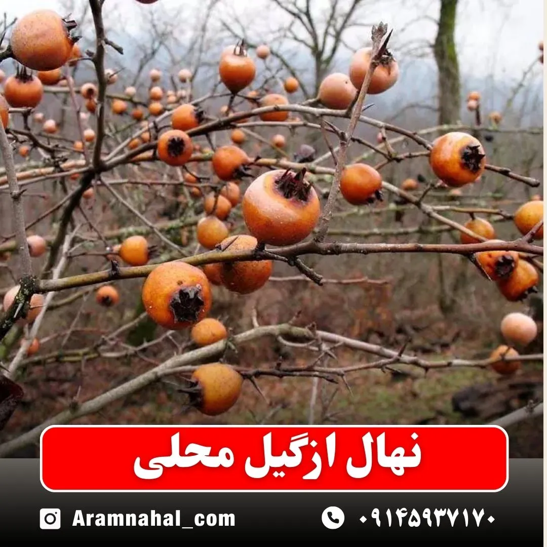نهال ازگیل محلی نهالستان آرام نهال