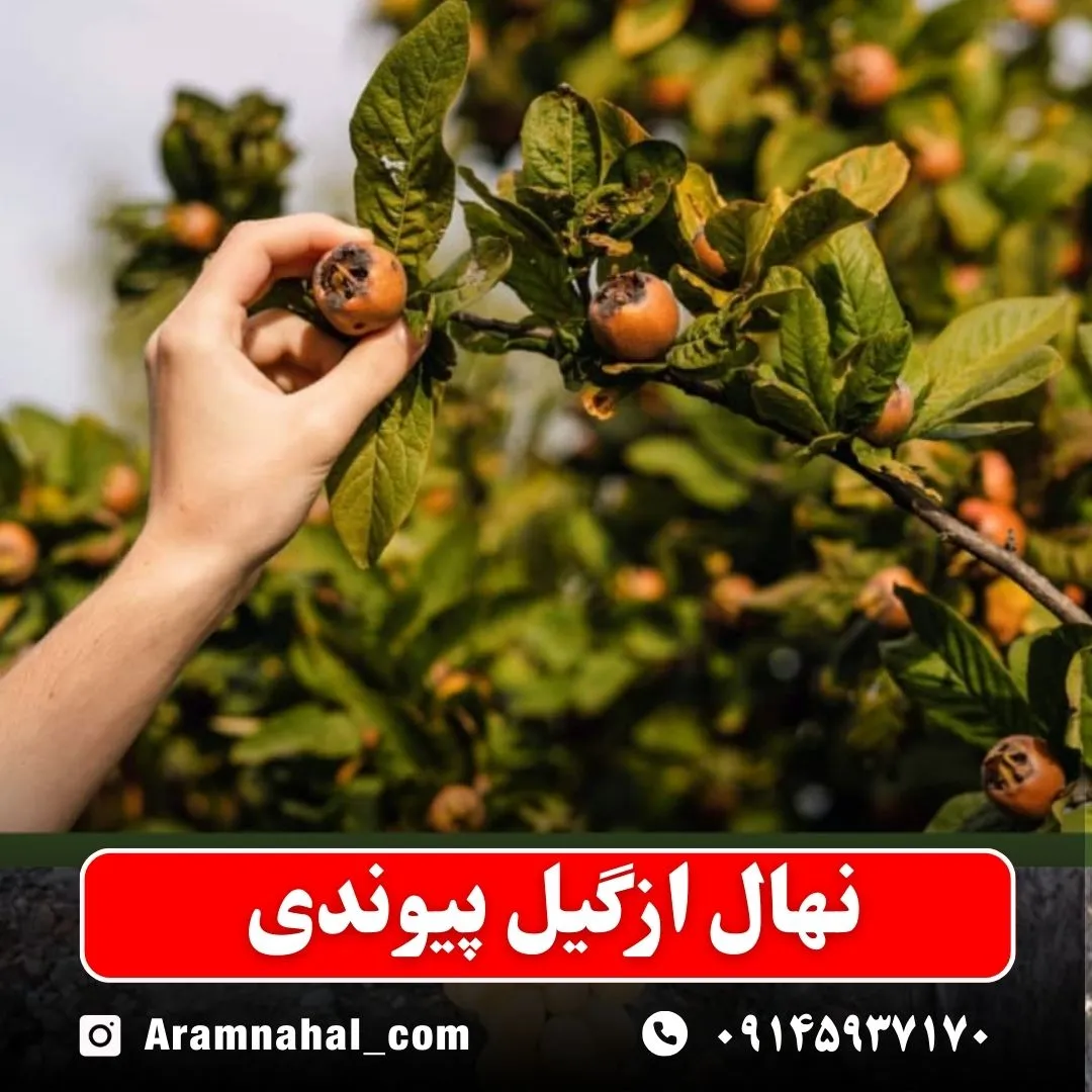 نهال ازگیل پیوندی نهالستان آرام نهال