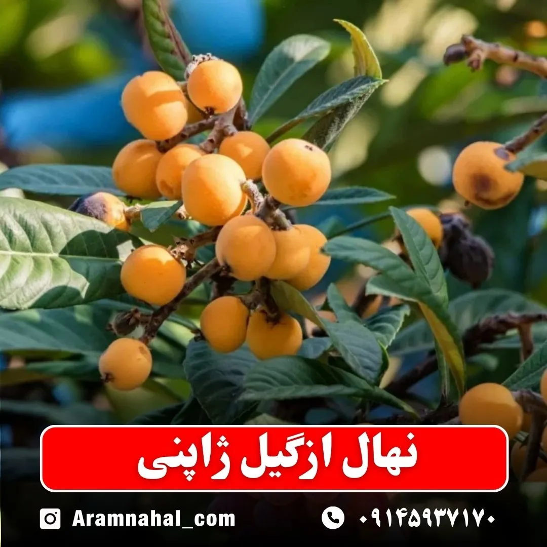 نهال ازگیل ژاپنی نهالستان آرام نهال