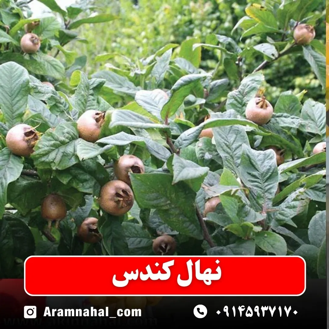 نهال کندس نهالستان آرام نهال