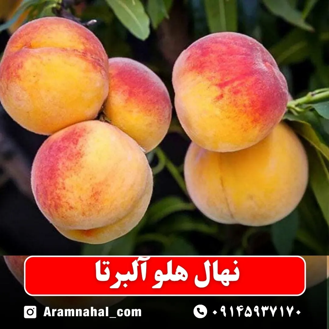 نهال هلو آلبرتا