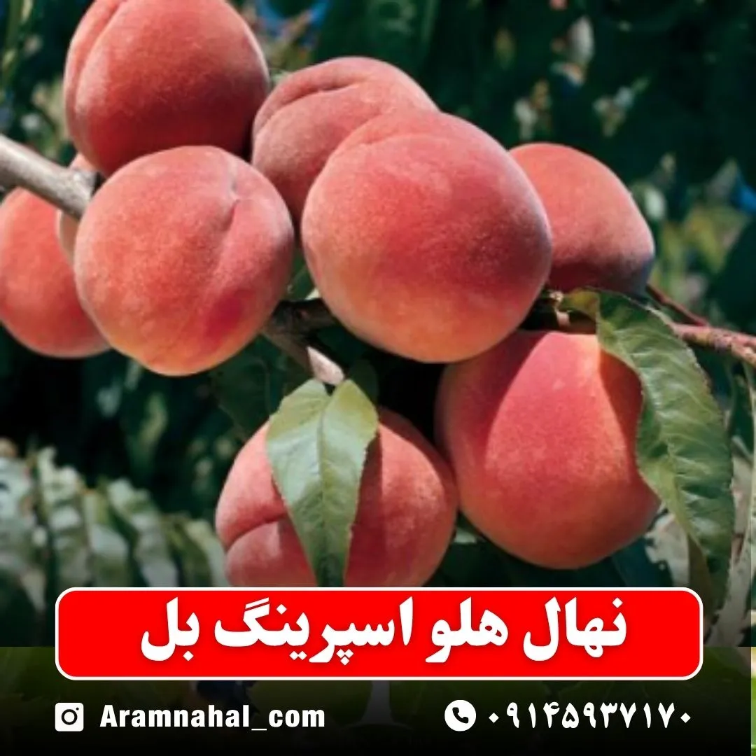 نهال هلو اسپرینگ بل