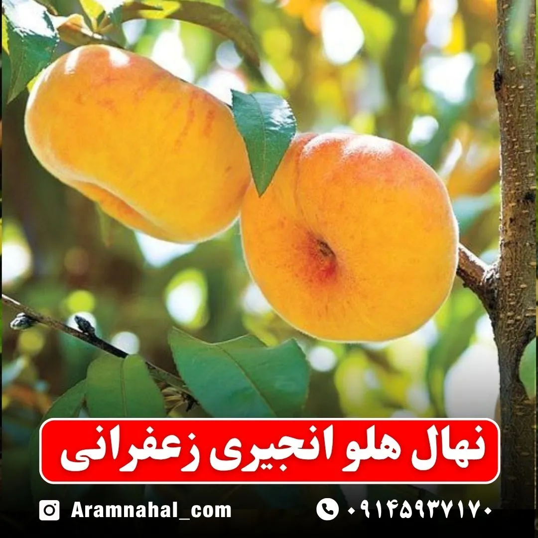 نهال هلو انجیری زعفرانی