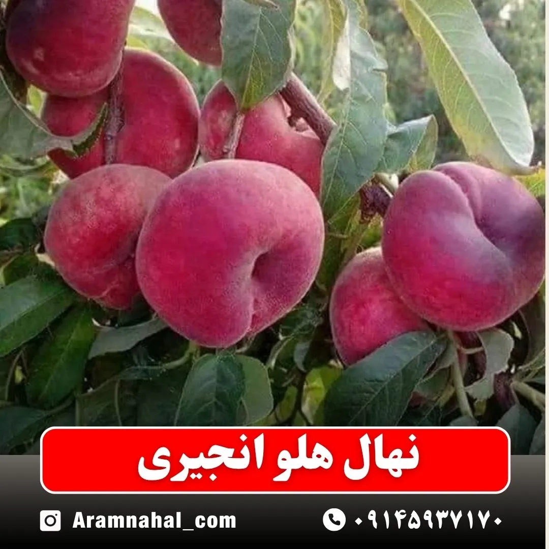 نهال هلو انجیری