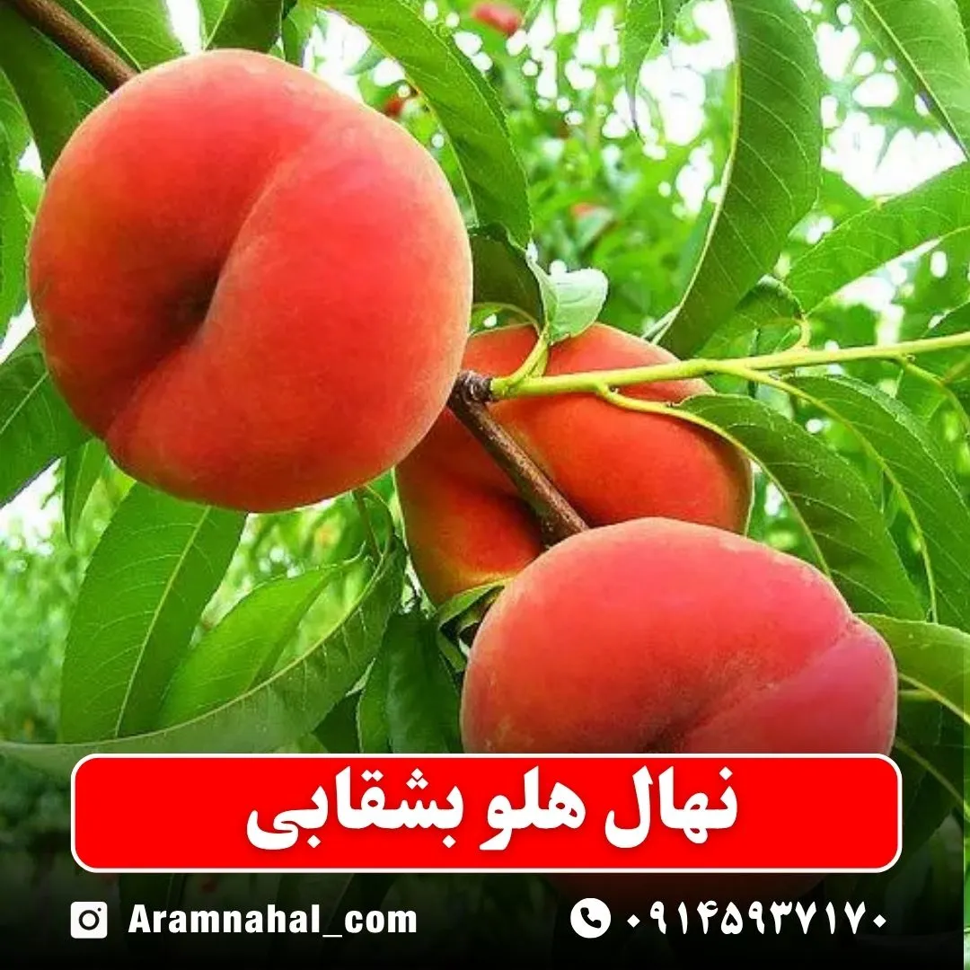 نهال هلو بشقابی
