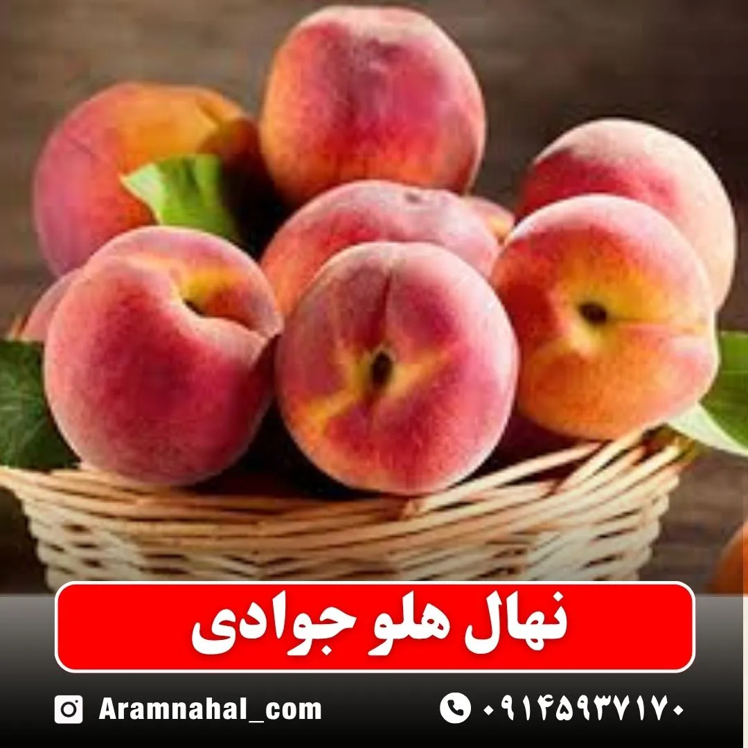 نهال هلو جوادی