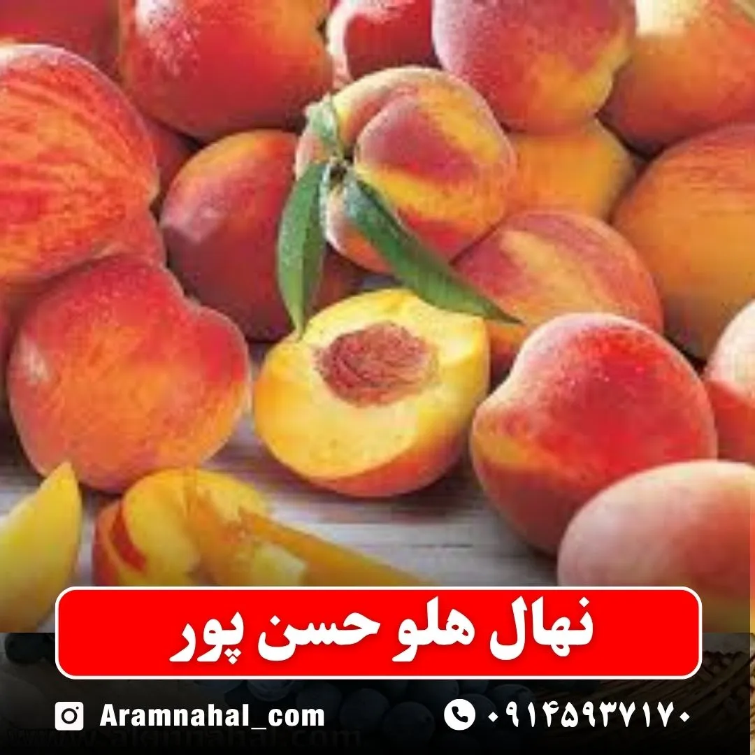 نهال هلو حسن پور