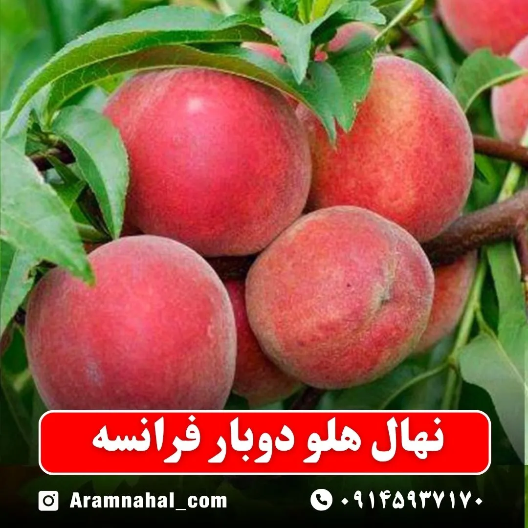 نهال هلو دو بار فرانسه