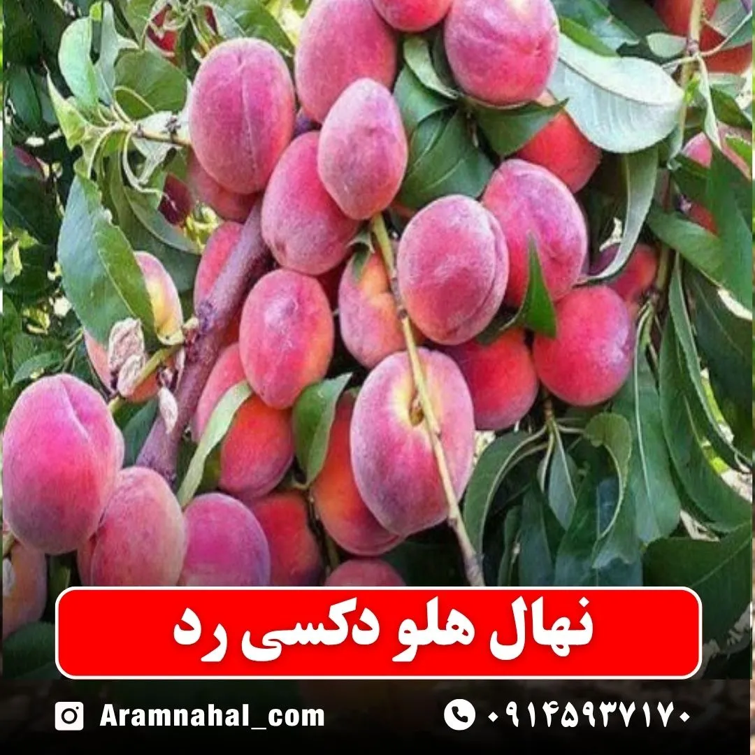 نهال هلو دکسی رد