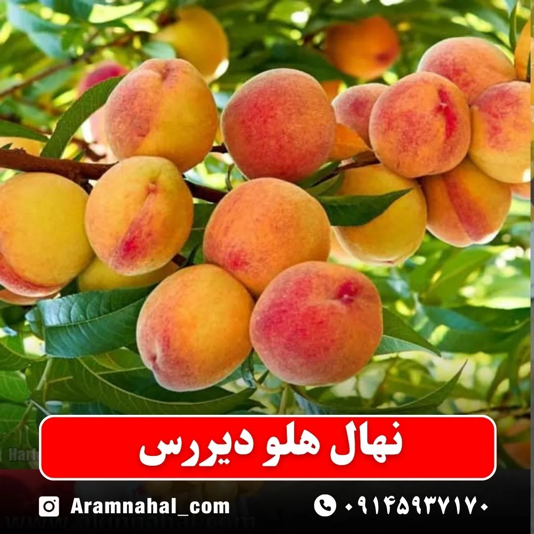 نهال هلو دیر رس
