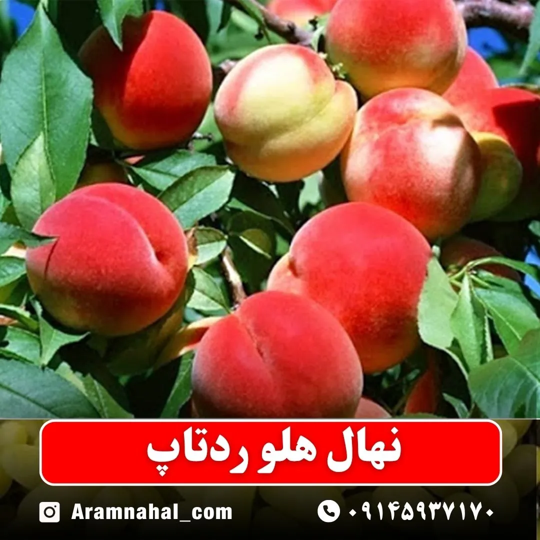 نهال هلو ردتاپ