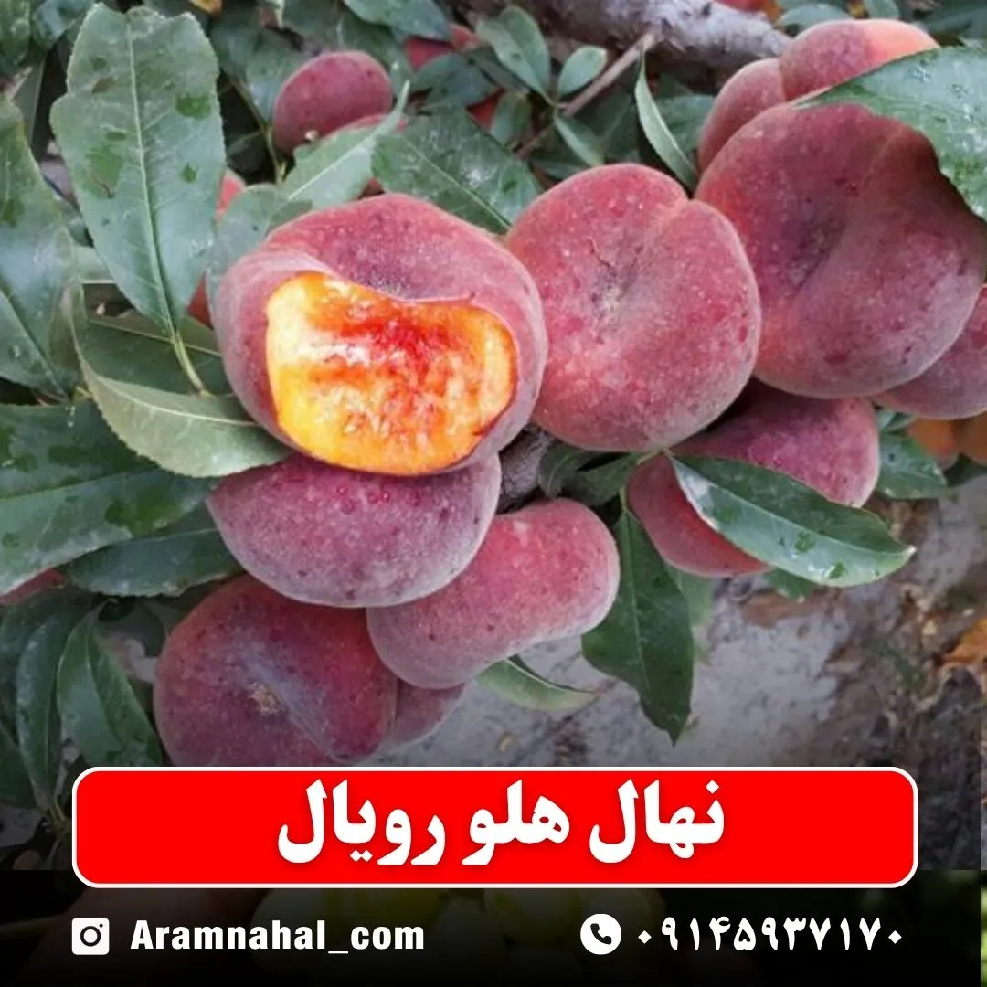 نهال هلو رویال