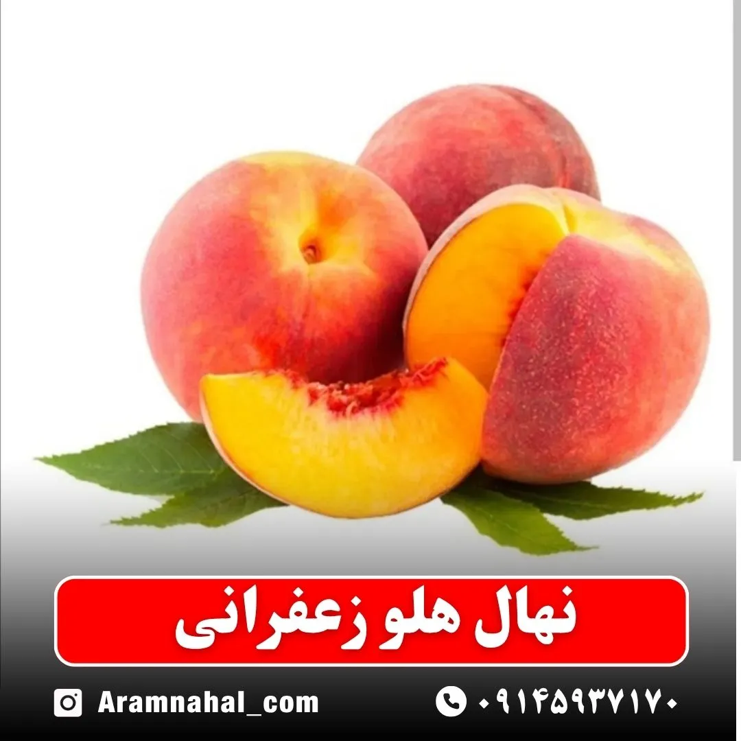 نهال هلو زعفرانی