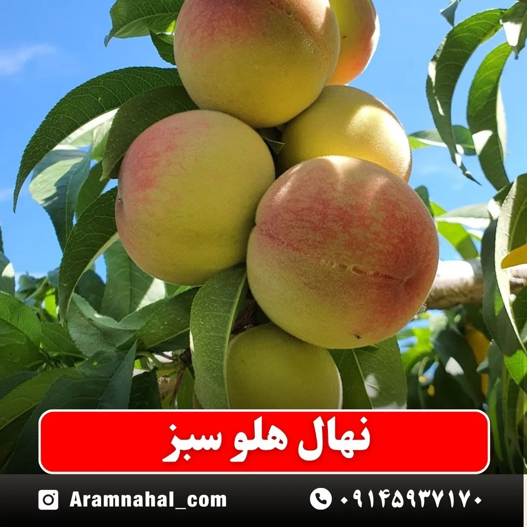 نهال هلو سبز