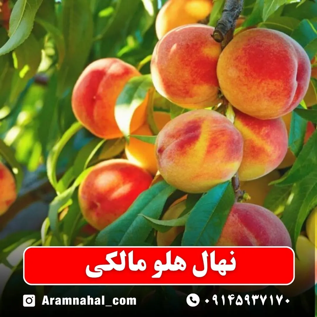 نهال هلو مالکی
