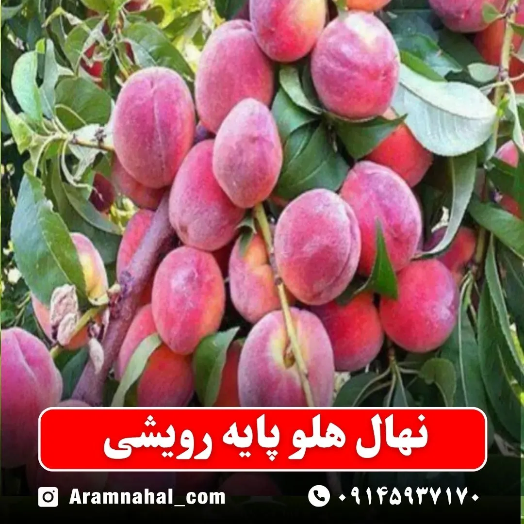 نهال هلو پایه رویشی