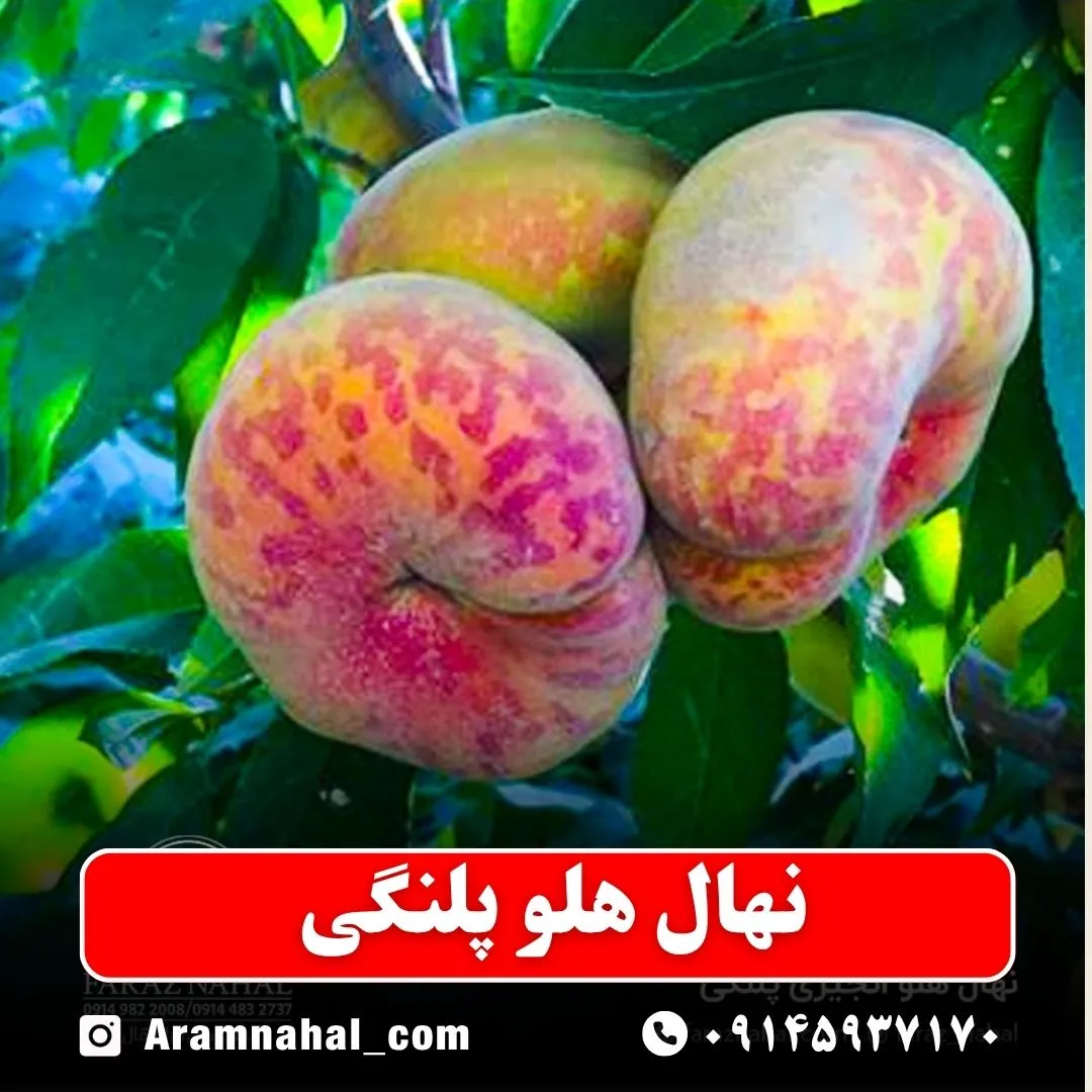 نهال هلو پلنگی