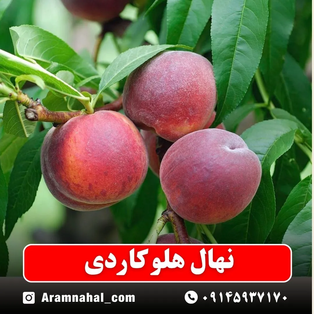 نهال هلو کاردی
